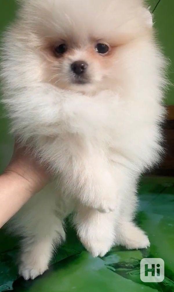 Rozkošná štěňata pomeraniana na prodej - foto 1