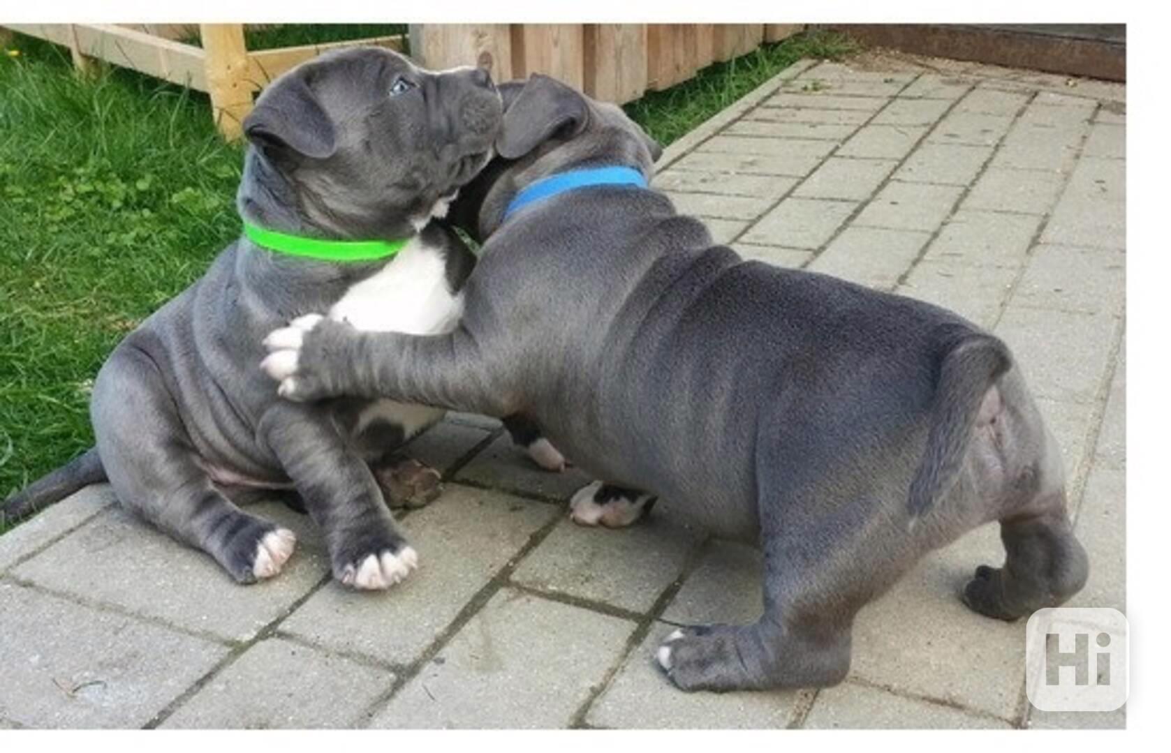 Registrovaná štěňata pitbula k adopci - foto 1