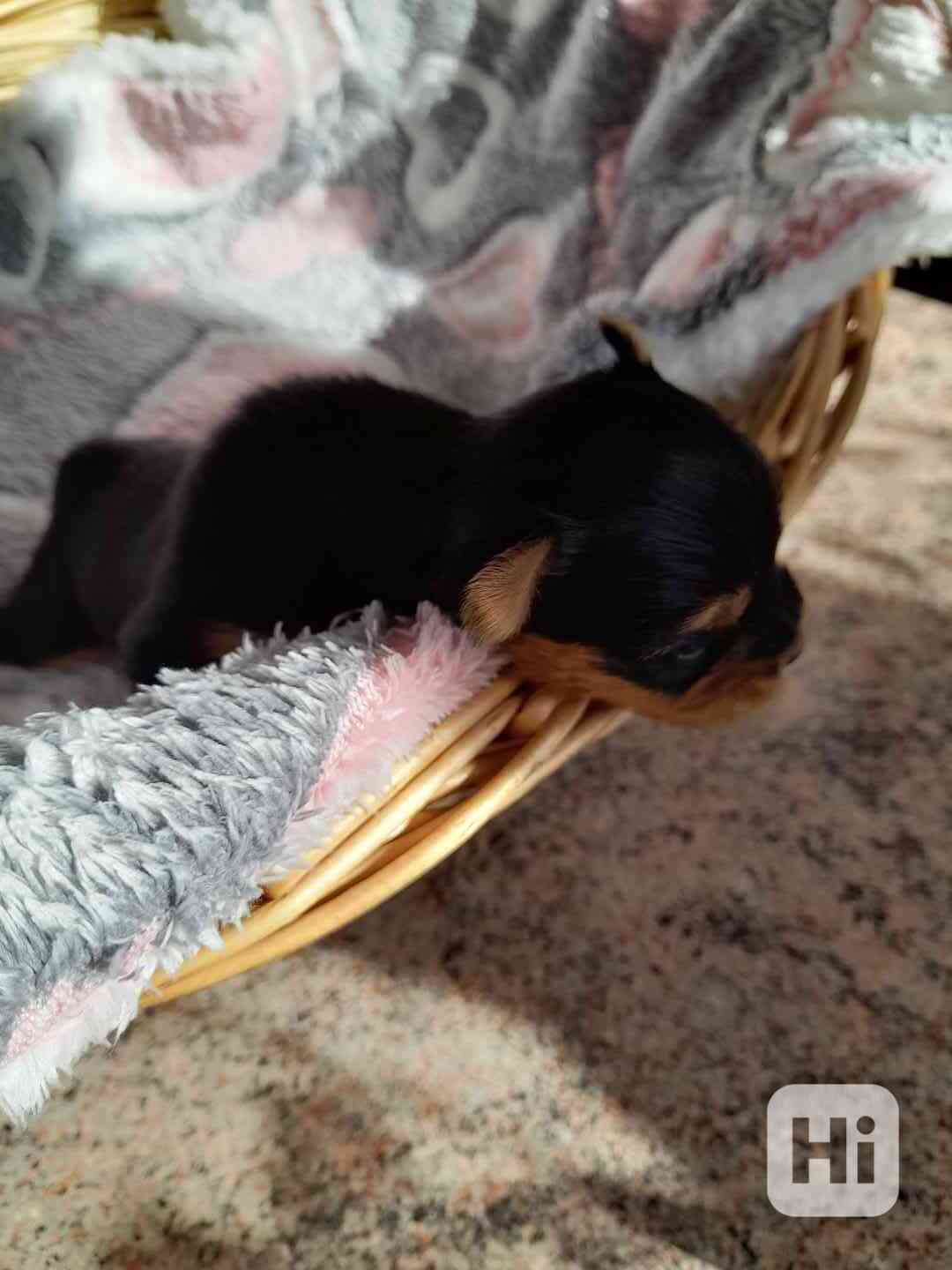 Fenečka yorkšír teriér  - foto 1