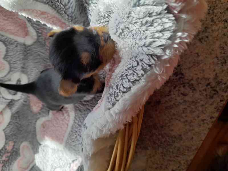 Fenečka yorkšír teriér  - foto 4