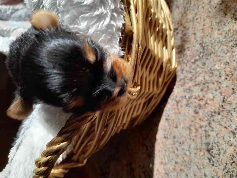 Fenečka yorkšír teriér  - foto 2