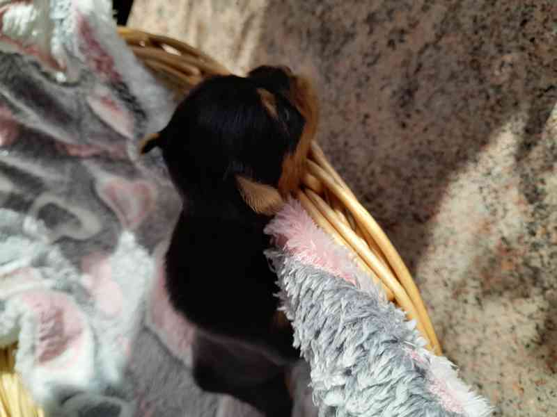 Fenečka yorkšír teriér  - foto 1