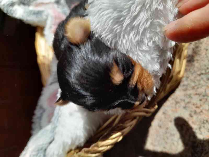 Fenečka yorkšír teriér  - foto 3