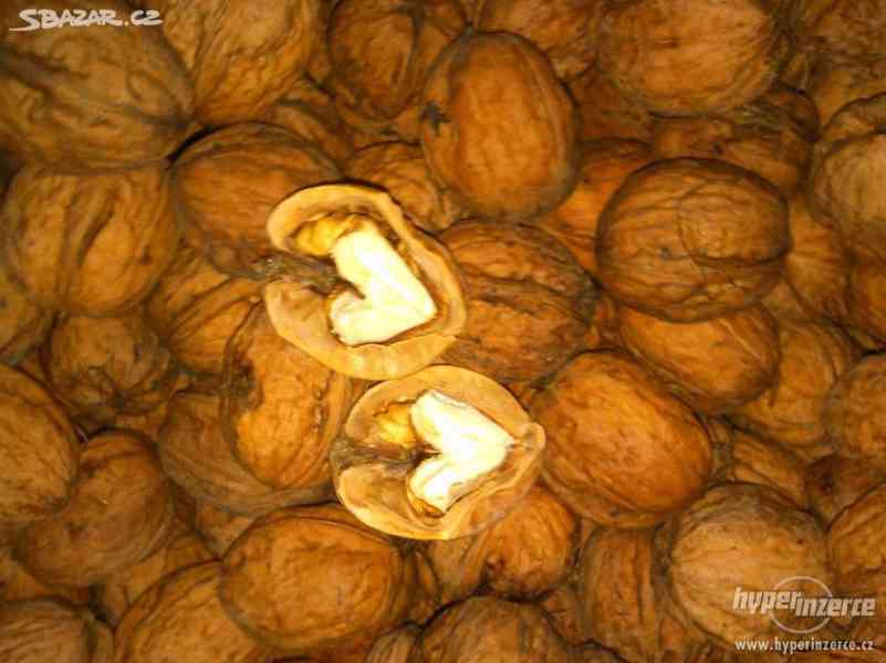 Letošní vlašské ořechy - foto 1