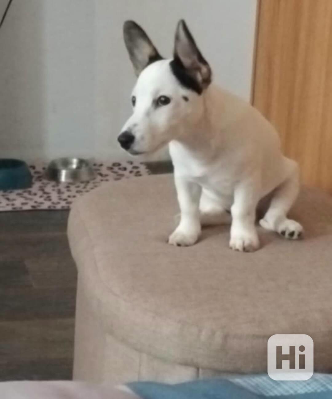 Jack Russel teriér  - foto 1