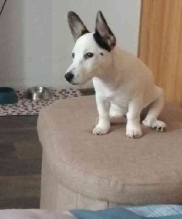 Jack Russel teriér - foto 1