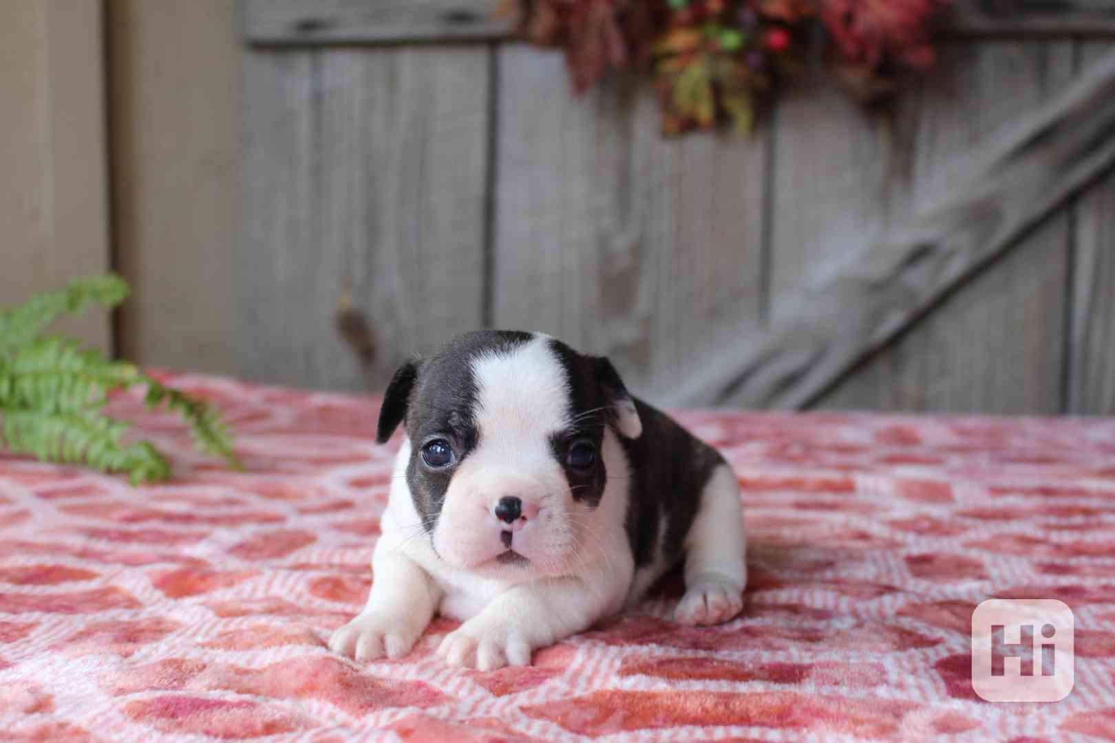 Štěňata francouzského buldočka pro váš domov - foto 1