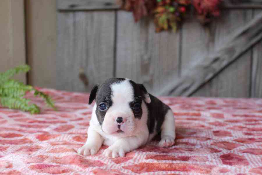 Štěňata francouzského buldočka pro váš domov - foto 1