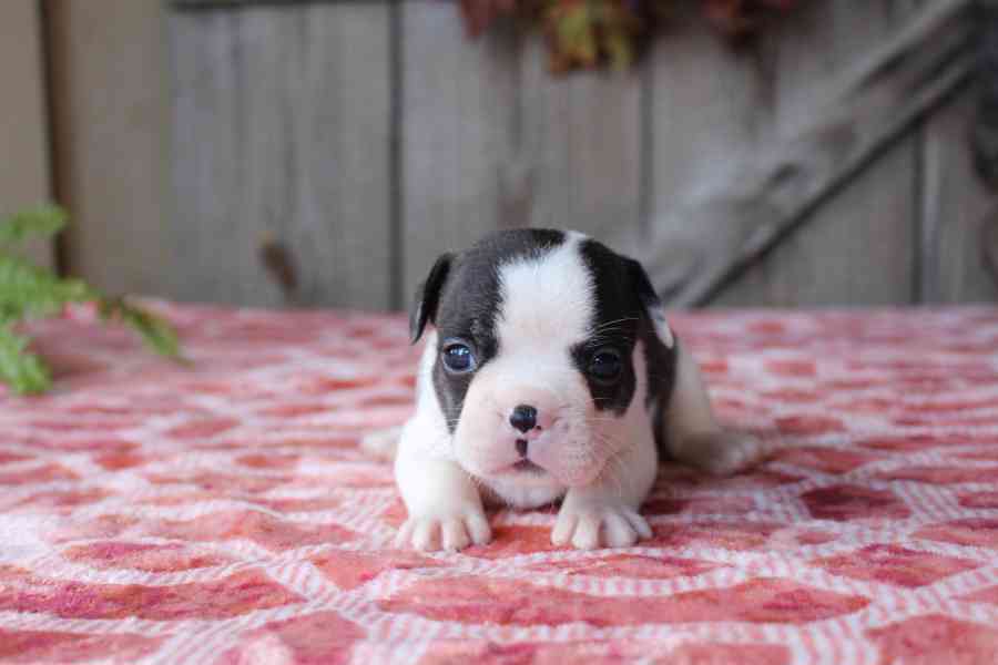 Štěňata francouzského buldočka pro váš domov - foto 2