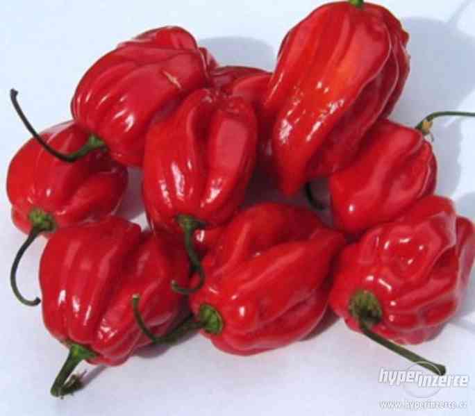 Paprička Red Habanero - semena - foto 1