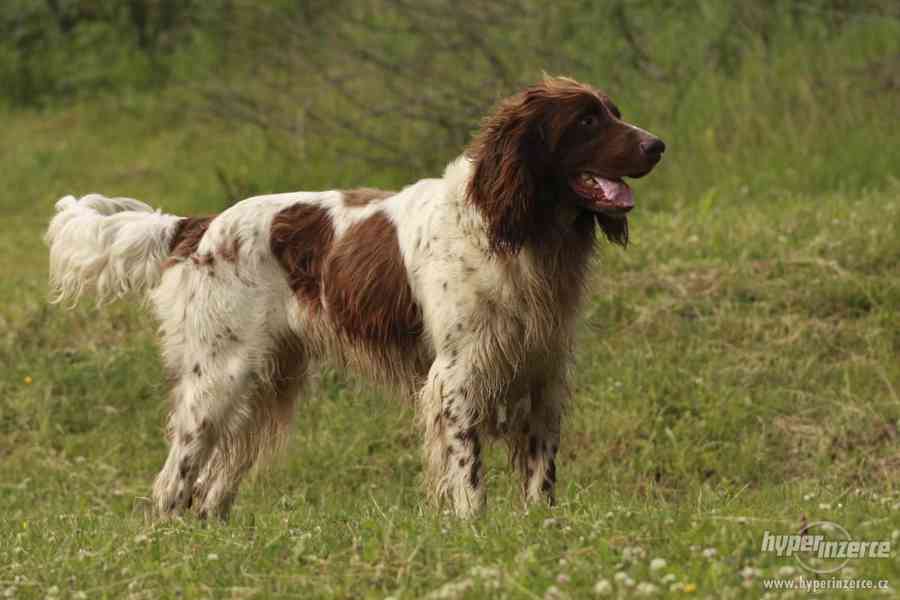 Německý dlouhosrstý ohař - foto 1