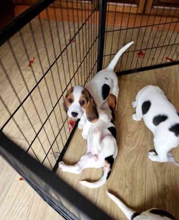 Připraven jít! kvalitní štěňata Rare Beagle (Lilac rare) - foto 8
