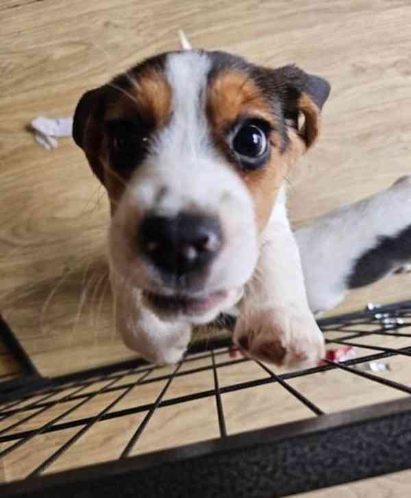 Připraven jít! kvalitní štěňata Rare Beagle (Lilac rare) - foto 12
