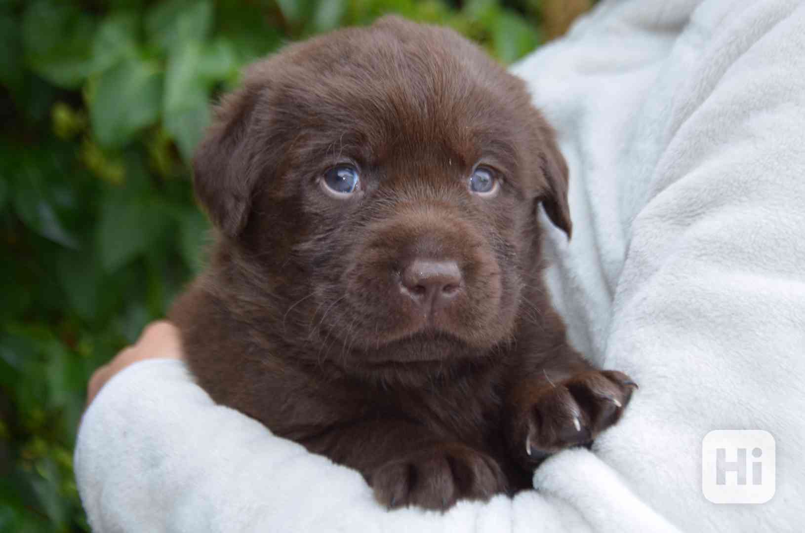 Labradorský retriever - čokoládová štěňátka s PP - foto 1