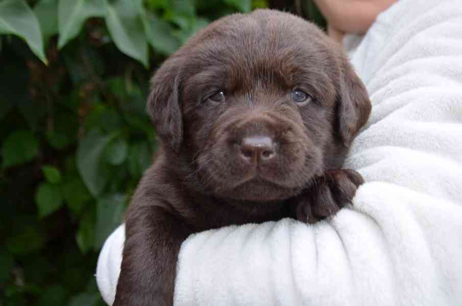 Labradorský retriever - čokoládová štěňátka s PP - foto 2