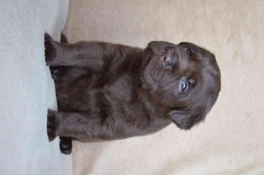 Labradorský retriever - čokoládová štěňátka s PP - foto 3