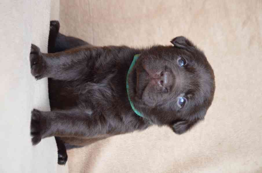Labradorský retriever - čokoládová štěňátka s PP - foto 4