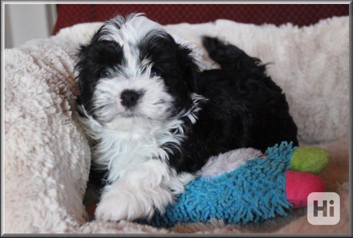 Ruská barevná bolonka - nabízíme krásná štěňátka - foto 1