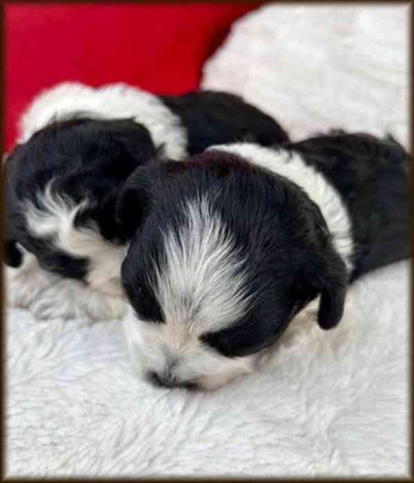 Ruská barevná bolonka - nabízíme krásná štěňátka - foto 3