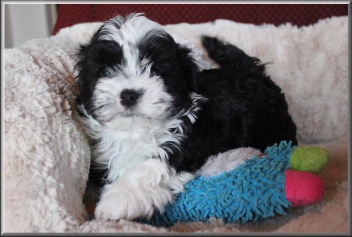 Ruská barevná bolonka - nabízíme krásná štěňátka - foto 1