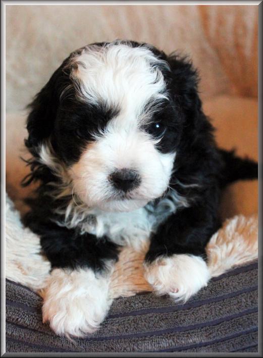 Ruská barevná bolonka - nabízíme krásná štěňátka - foto 4