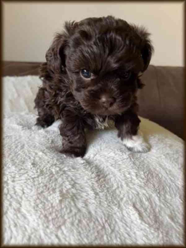 Ruská barevná bolonka - nabízíme krásná štěňátka - foto 2