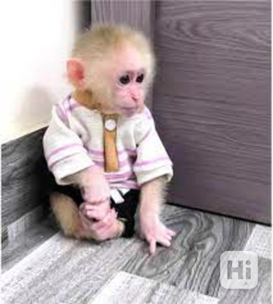 Mapucínky na prodej