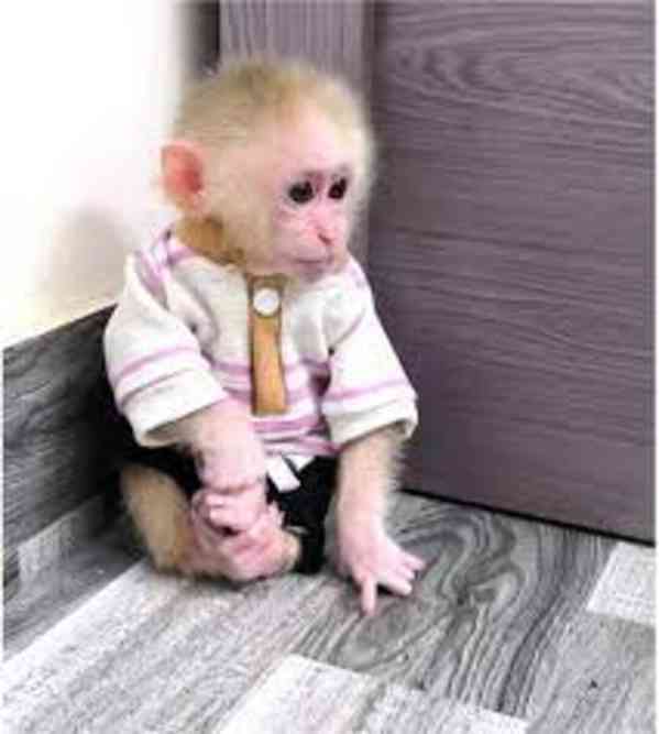 Mapucínky na prodej - foto 1