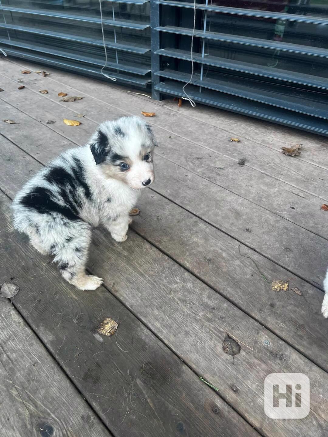 Australky ovcak - foto 1