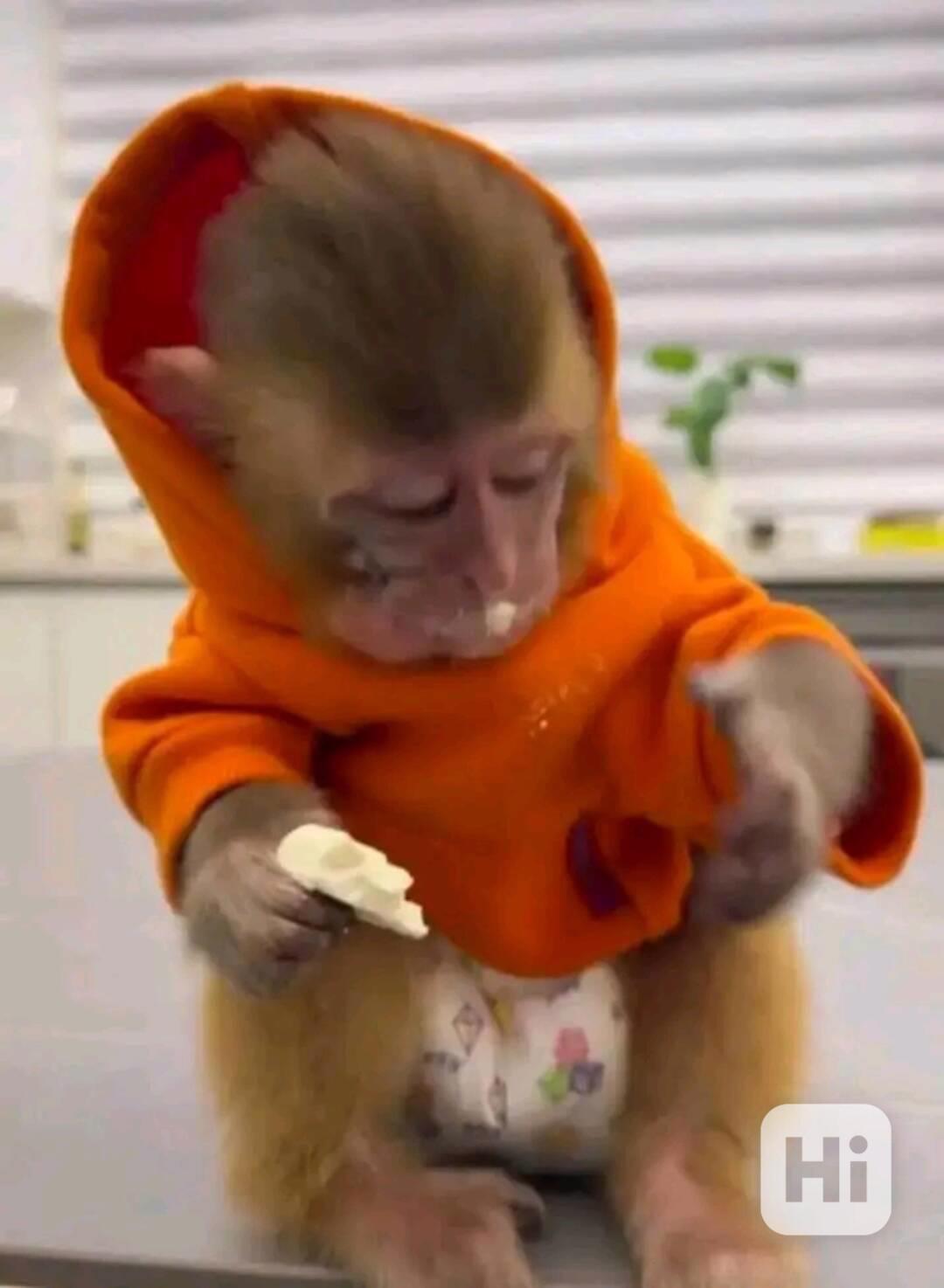  Velmi krásné kapucínské opice - foto 1