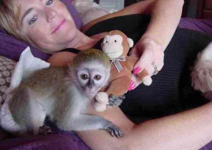 Zdravé kapucínské opice na prodej