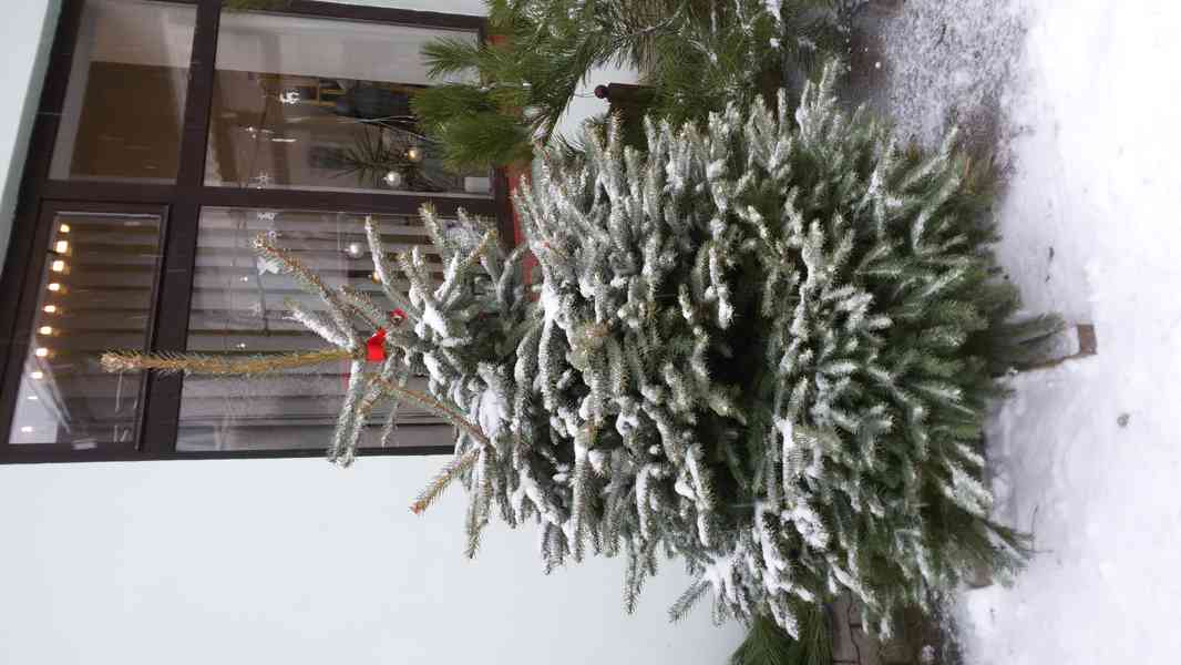 Vánoční stromky z plantáže v Nekoři - foto 10