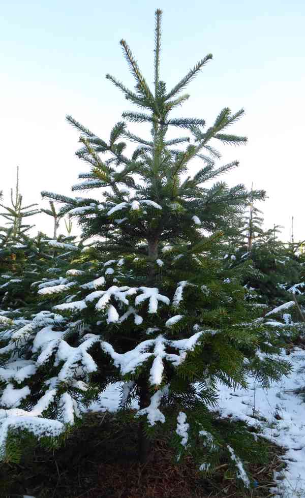 Vánoční stromky z plantáže v Nekoři - foto 7