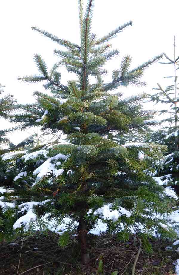 Vánoční stromky z plantáže v Nekoři - foto 6
