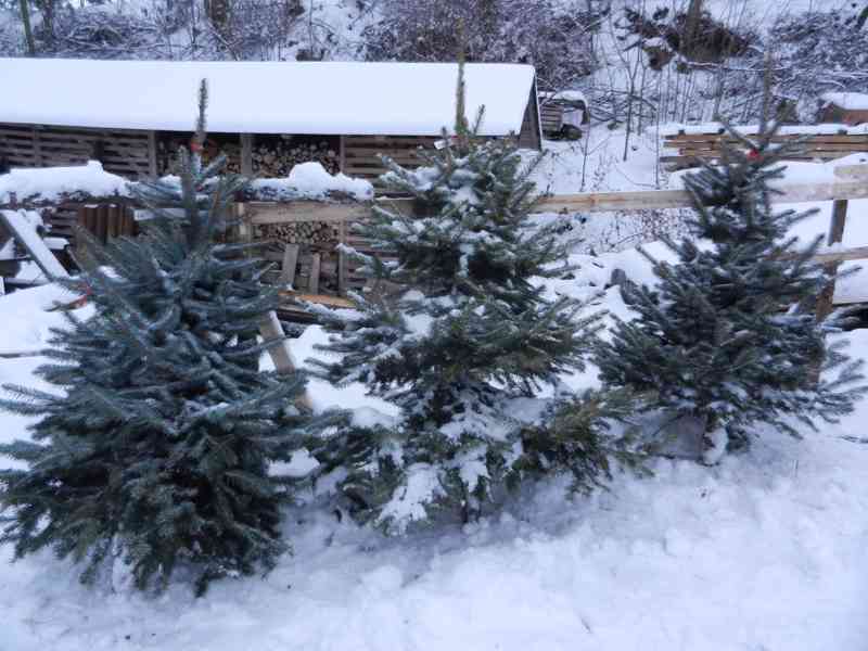 Vánoční stromky z plantáže v Nekoři - foto 13