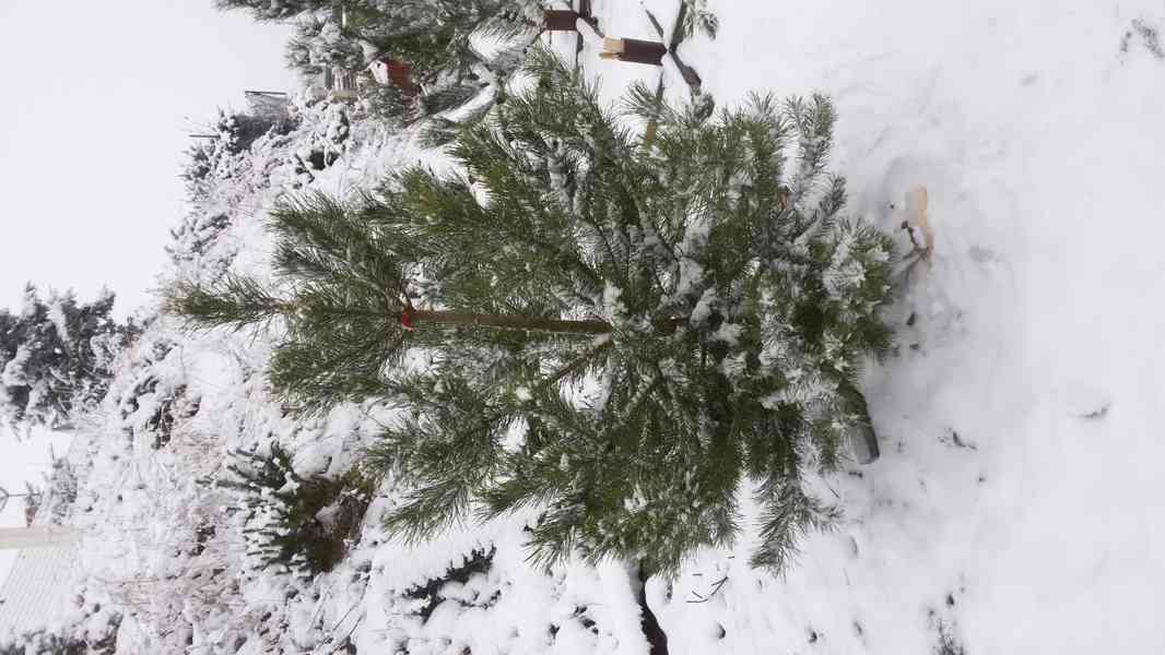 Vánoční stromky z plantáže v Nekoři - foto 9