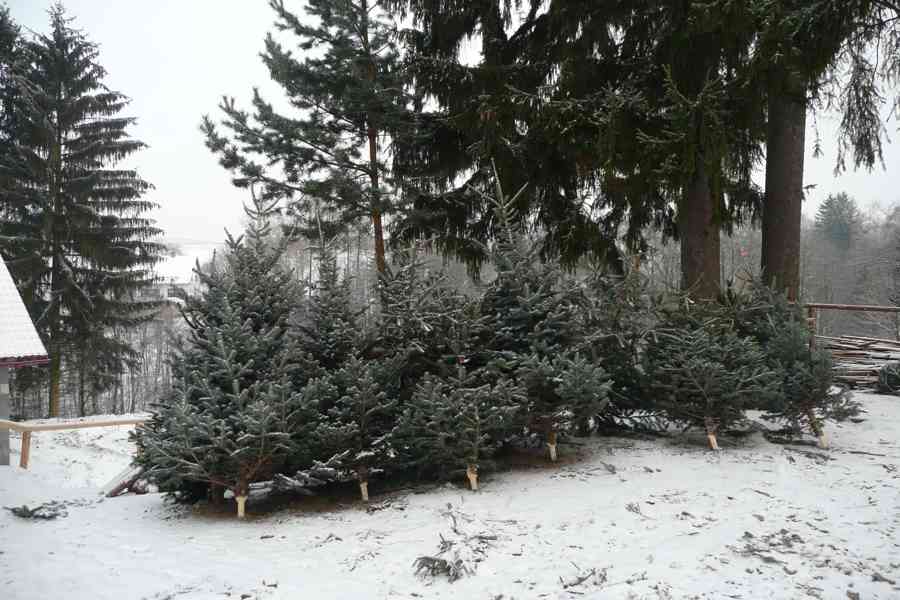 Vánoční stromky z plantáže v Nekoři - foto 12