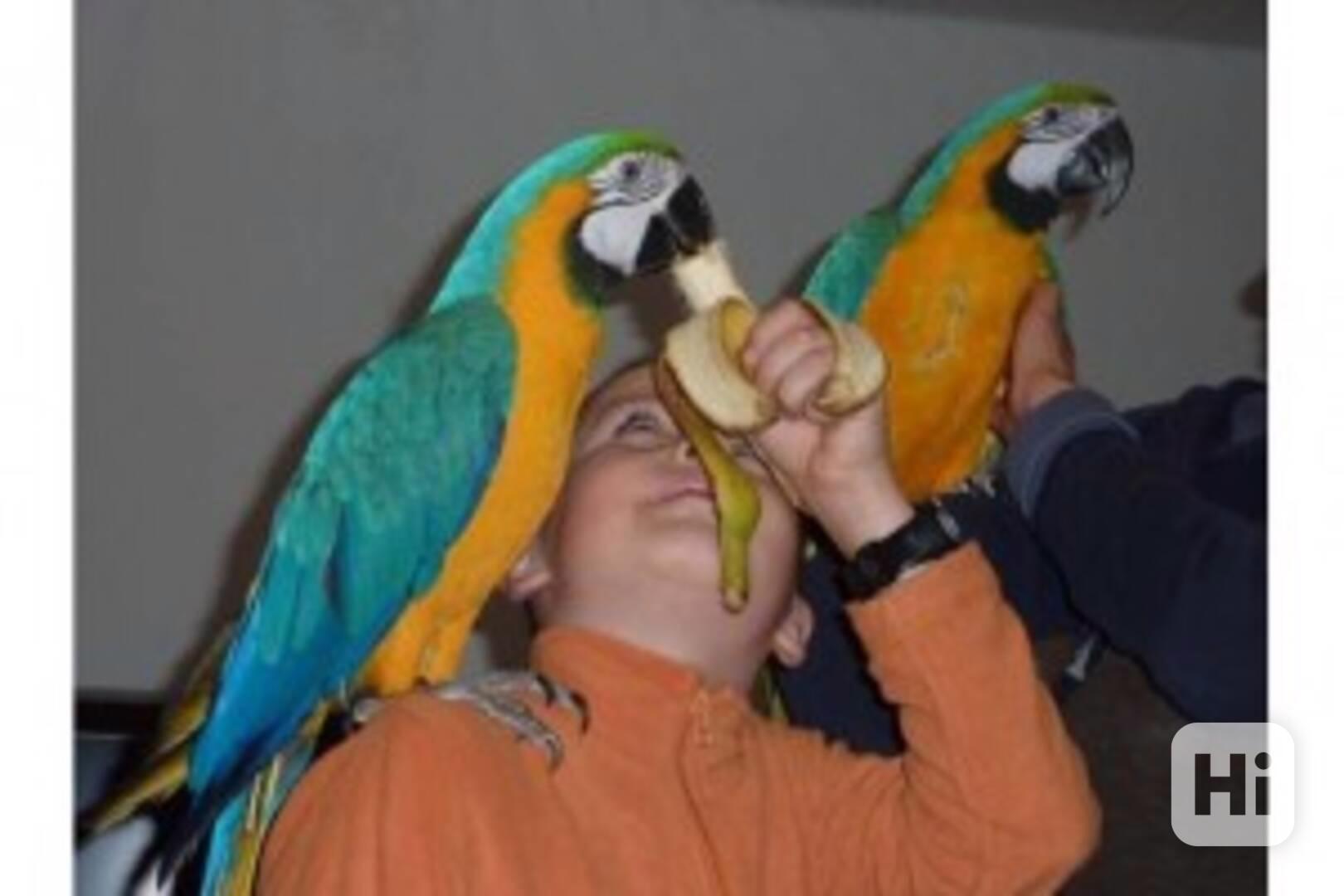 Upovídaný papoušek ara s velkou klecí dostupný za velmi dobr - foto 1