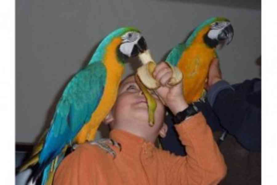 Upovídaný papoušek ara s velkou klecí dostupný za velmi dobr