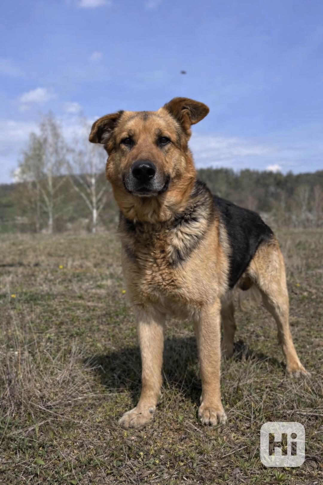 ENZO - psík 6 let - foto 1