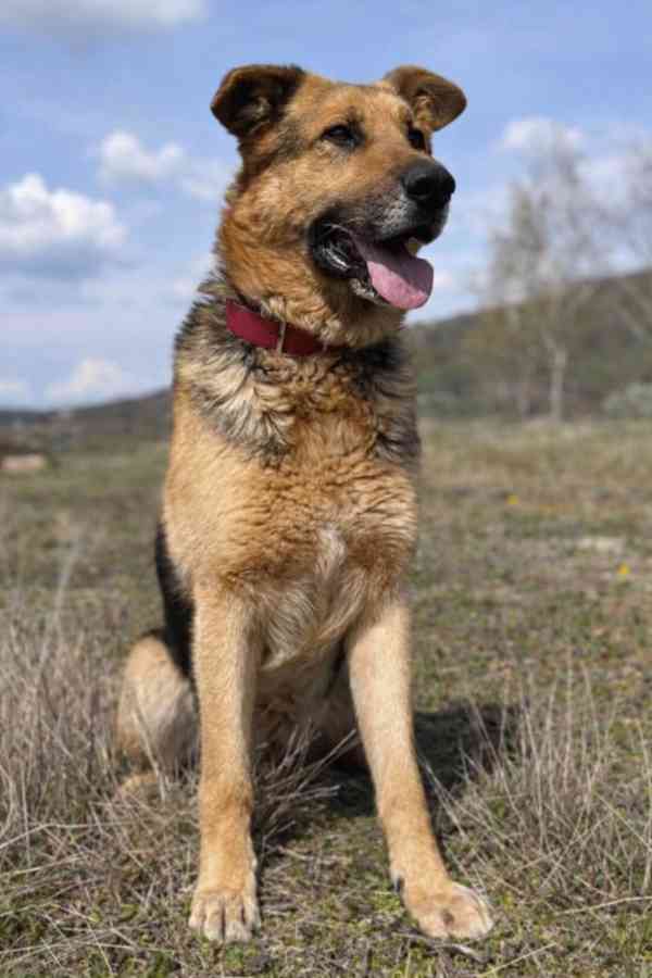 ENZO - psík 6 let - foto 5