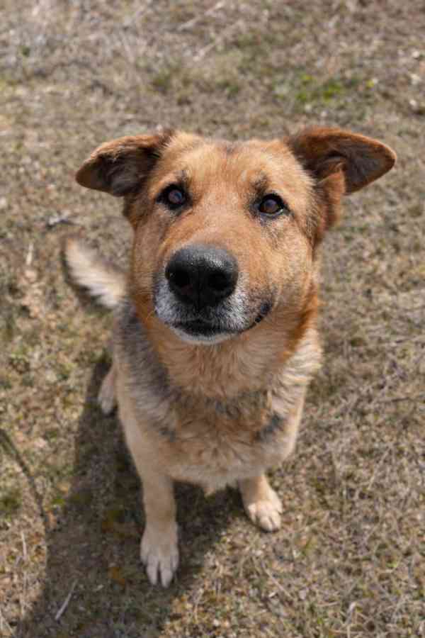 ENZO - psík 6 let - foto 2