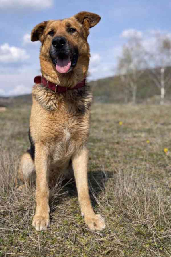 ENZO - psík 6 let - foto 3