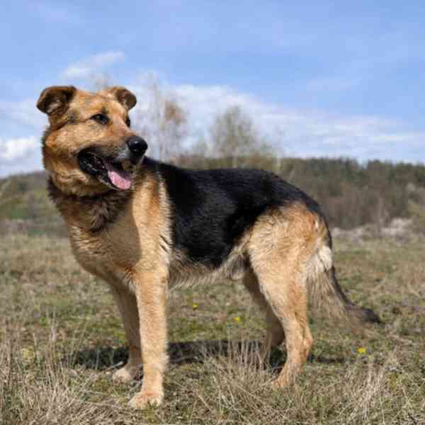 ENZO - psík 6 let - foto 4