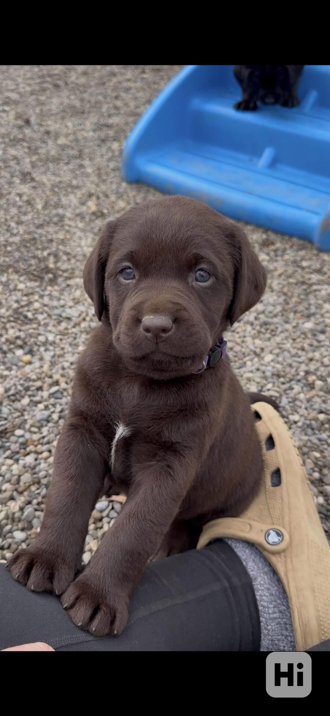 Domů vyškolené Labrador Retriever štěňata - foto 1