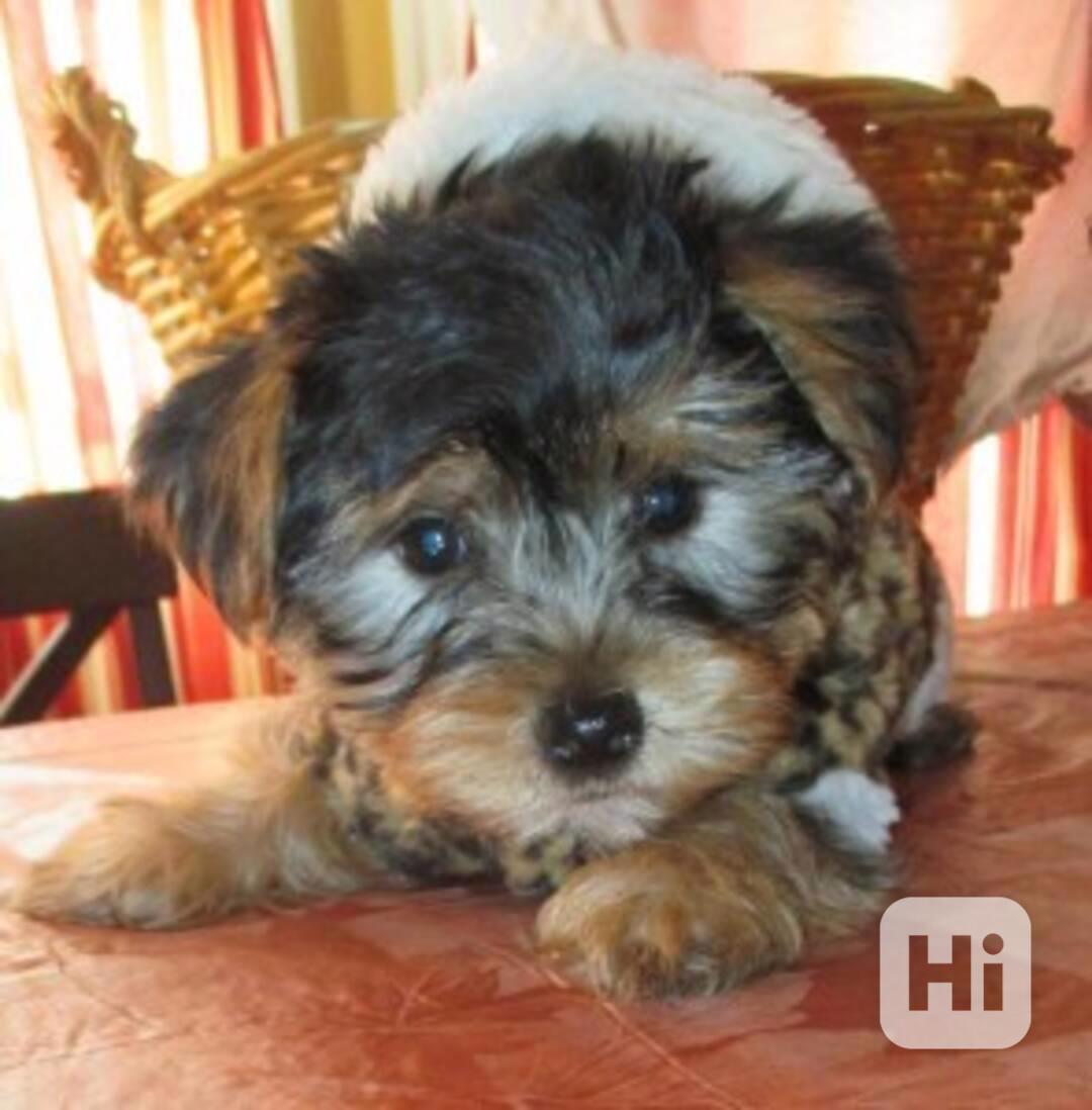 Čistokrevný malý jorkšírský teriér Štěňata - foto 1