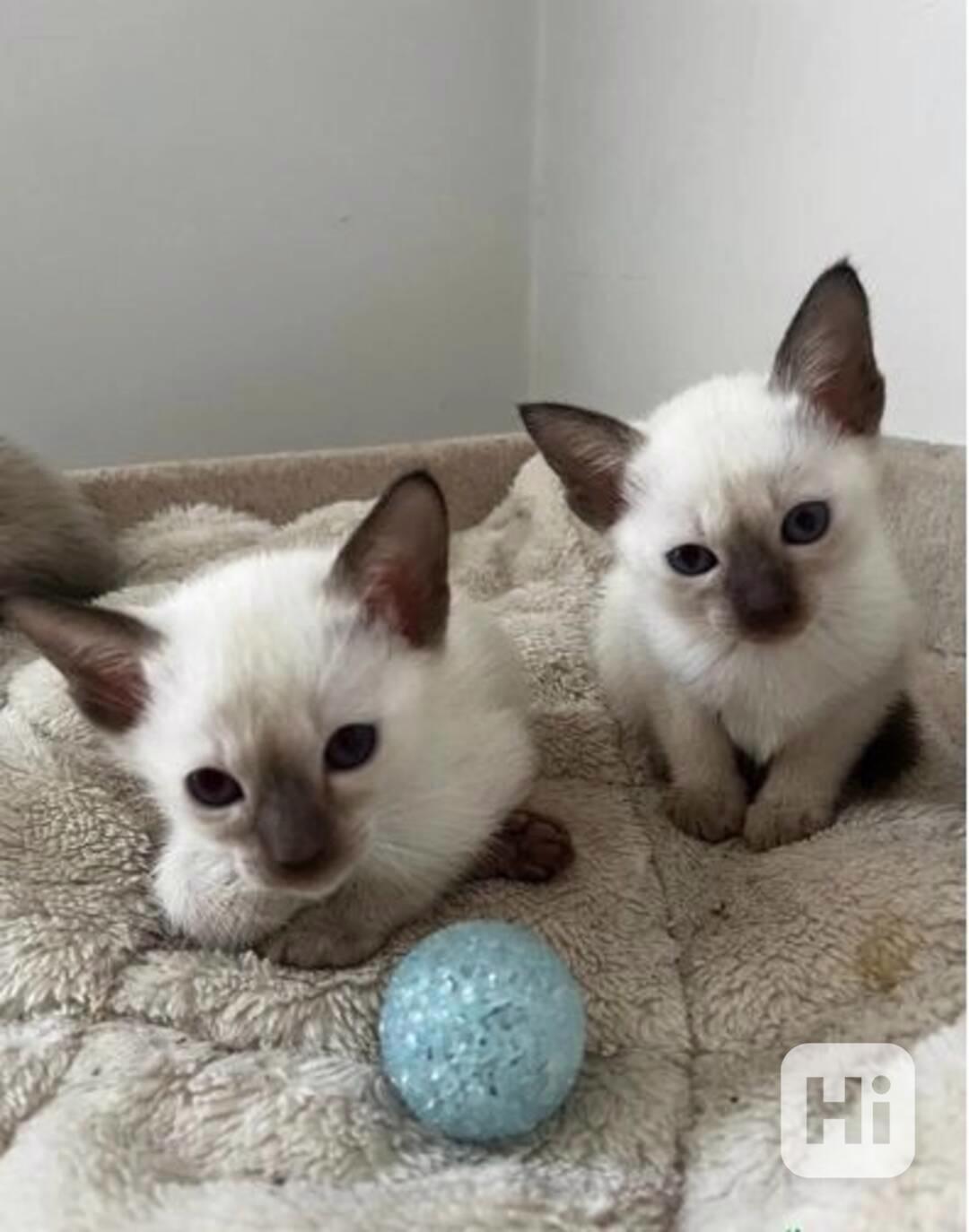 K dispozici dvě skvělá siamská koťátka - foto 1