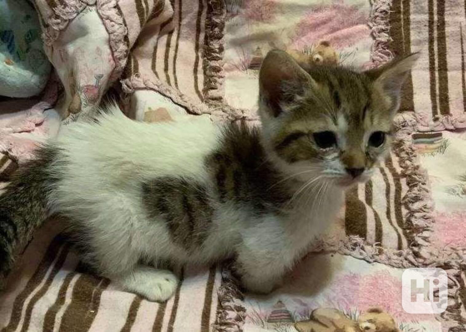 Koťátka Munchkin jsou připravena - foto 1