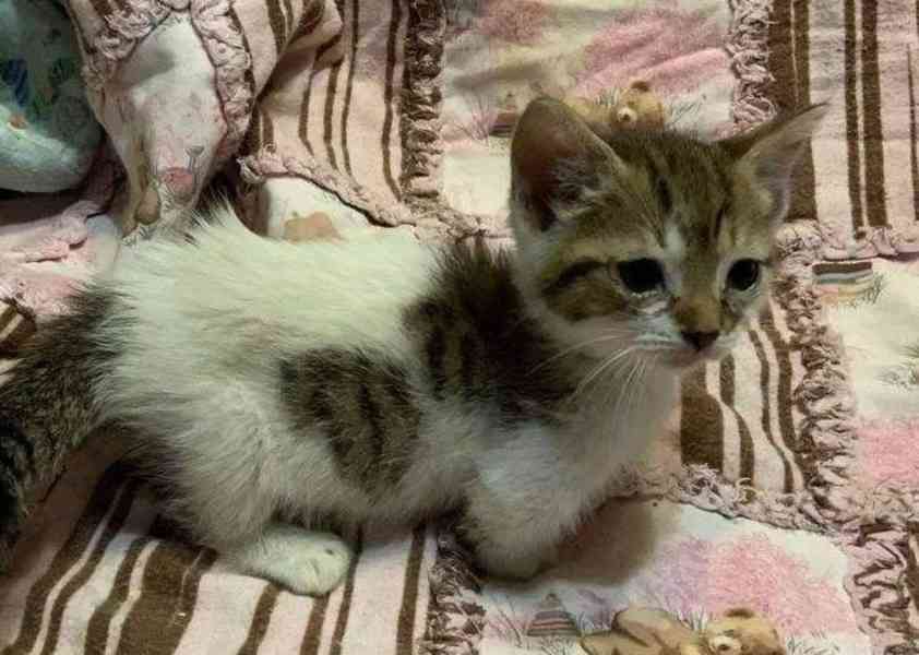 Koťátka Munchkin jsou připravena - foto 1