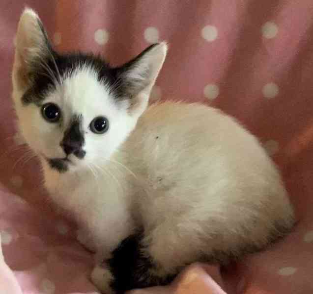 Koťátka Munchkin jsou připravena - foto 3